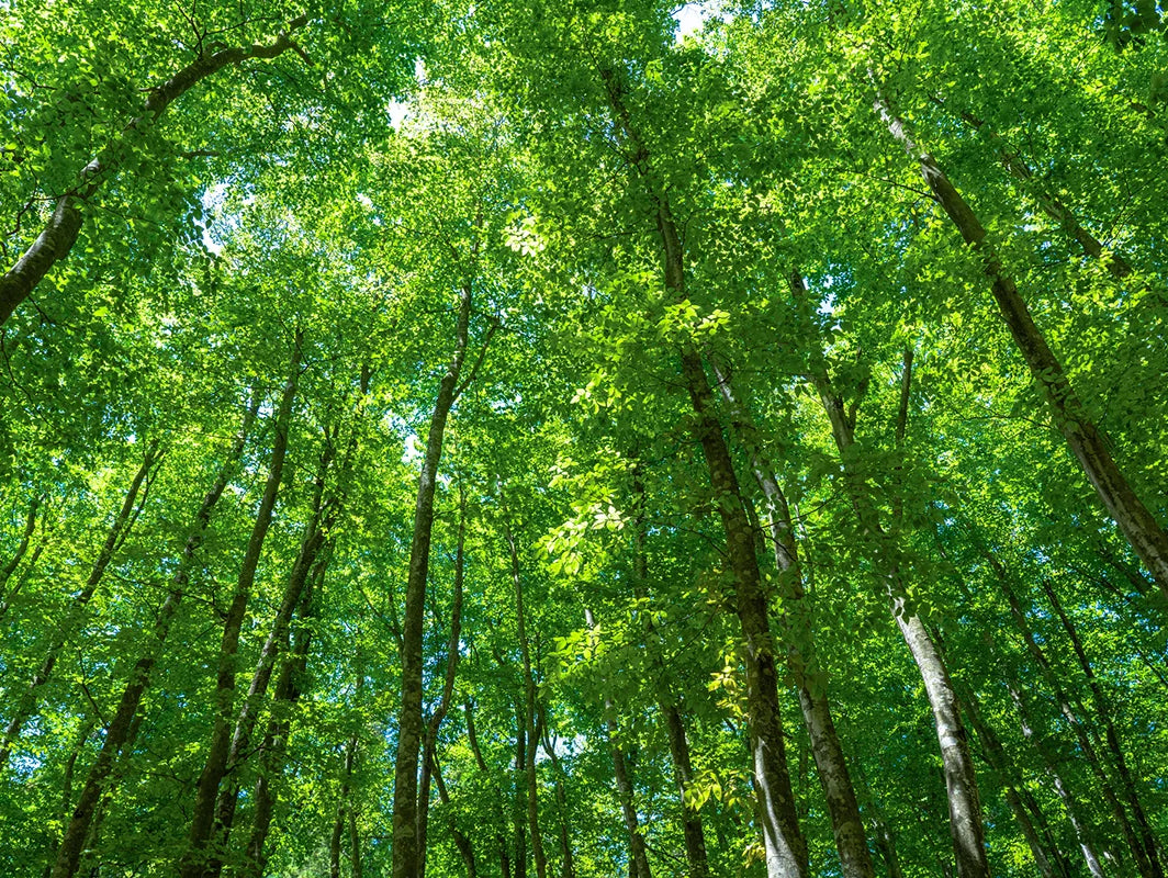 森を守るために、木を切る? 「間伐材」から生まれるサステナブルでやさしい選択。