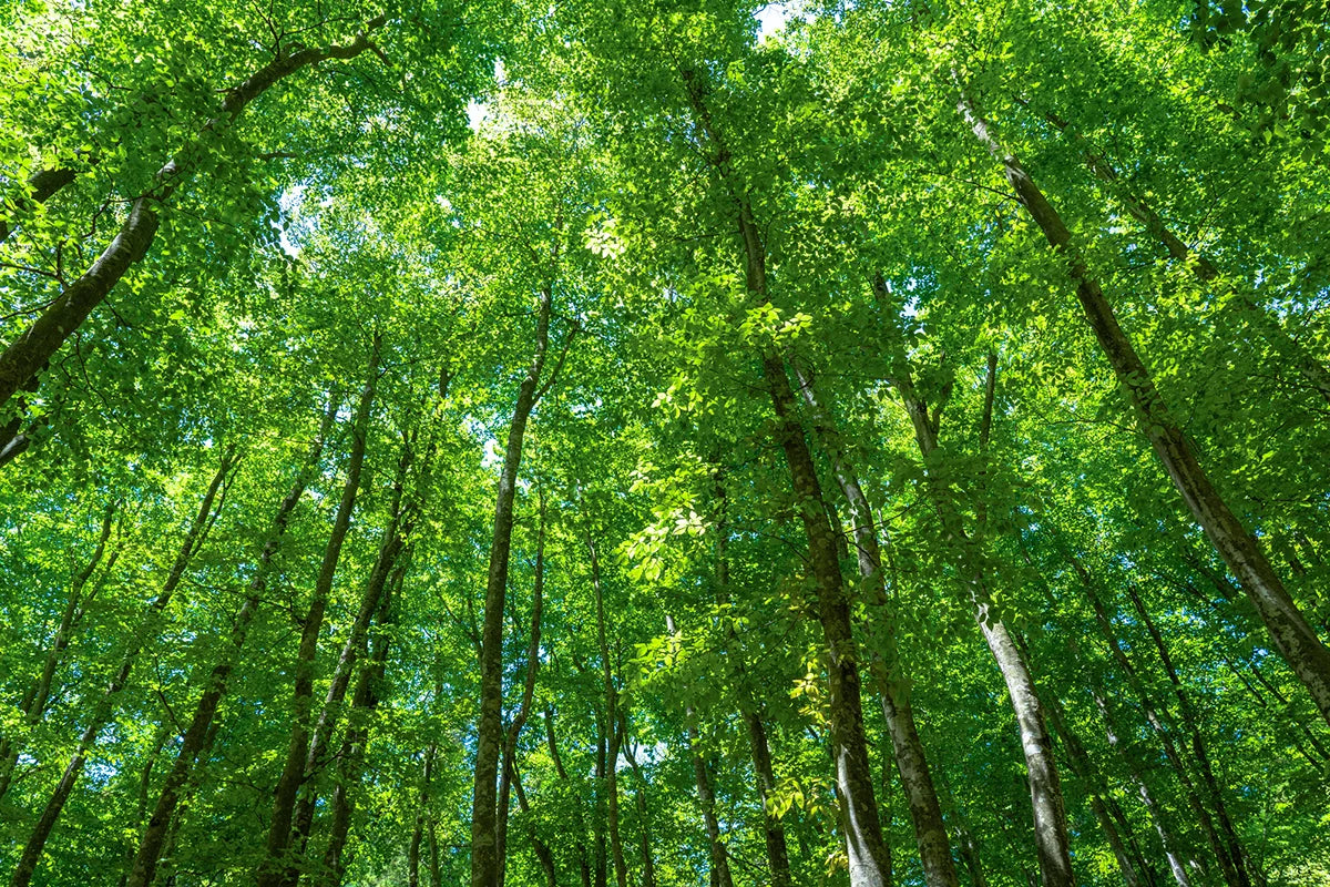 森を守るために、木を切る？ 「間伐材」から生まれるサステナブルでやさしい選択。